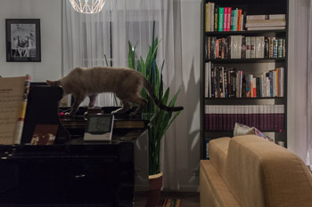 ****PARIS MAISONS-ALFORT 12_2017*****